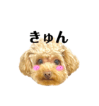 プードルのききろん（個別スタンプ：5）