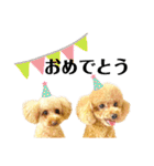 プードルのききろん（個別スタンプ：7）