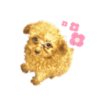 プードルのききろん（個別スタンプ：9）