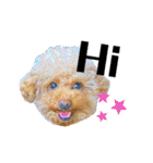 プードルのききろん（個別スタンプ：10）