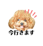 プードルのききろん（個別スタンプ：16）