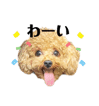 プードルのききろん（個別スタンプ：18）