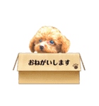 プードルのききろん（個別スタンプ：25）