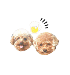 プードルのききろん（個別スタンプ：26）
