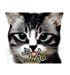 AI猫の可愛くてシュールな台詞スタンプ集05（個別スタンプ：4）