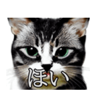 AI猫の可愛くてシュールな台詞スタンプ集05（個別スタンプ：8）