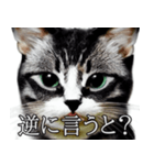 AI猫の可愛くてシュールな台詞スタンプ集05（個別スタンプ：13）