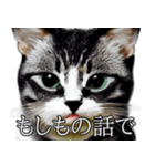 AI猫の可愛くてシュールな台詞スタンプ集05（個別スタンプ：15）