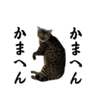 ペキチワぶんたのあいうえお（ときどき猫）（個別スタンプ：7）