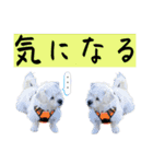 ペキチワぶんたのあいうえお（ときどき猫）（個別スタンプ：9）
