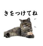 ペキチワぶんたのあいうえお（ときどき猫）（個別スタンプ：10）