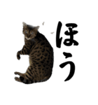 ペキチワぶんたのあいうえお（ときどき猫）（個別スタンプ：30）