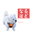 ペキチワぶんたのあいうえお（ときどき猫）（個別スタンプ：40）