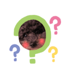 My dog Coco♥（個別スタンプ：4）