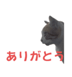 かわいいー猫スタンプ（個別スタンプ：1）