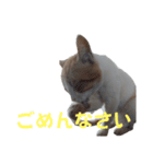 かわいいー猫スタンプ（個別スタンプ：3）