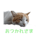 かわいいー猫スタンプ（個別スタンプ：4）