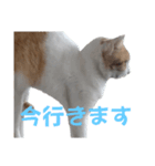 かわいいー猫スタンプ（個別スタンプ：5）