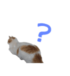 かわいいー猫スタンプ（個別スタンプ：6）