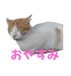 かわいいー猫スタンプ（個別スタンプ：8）