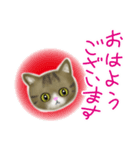 めっかわ猫のキジシロちゃんスタンプ（個別スタンプ：3）