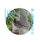 nanda birds 2（個別スタンプ：2）