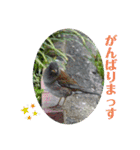 nanda birds 2（個別スタンプ：3）