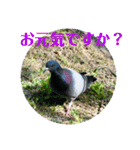 nanda birds 2（個別スタンプ：4）
