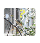 nanda birds 2（個別スタンプ：5）