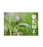 nanda birds 2（個別スタンプ：24）