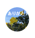 nanda birds 2（個別スタンプ：31）