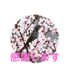 nanda birds 2（個別スタンプ：35）