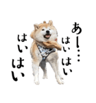 柴犬くうかわいいスタンプ（個別スタンプ：1）