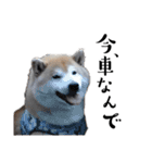 柴犬くうかわいいスタンプ（個別スタンプ：3）