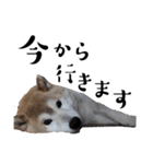 柴犬くうかわいいスタンプ（個別スタンプ：6）