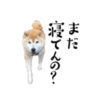 柴犬くうかわいいスタンプ（個別スタンプ：11）
