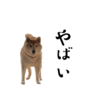 柴犬くうかわいいスタンプ（個別スタンプ：13）