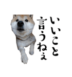 柴犬くうかわいいスタンプ（個別スタンプ：18）