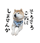 柴犬くうかわいいスタンプ（個別スタンプ：23）