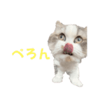 ツナと幸せな日々2（個別スタンプ：12）