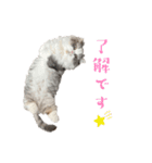 ツナと幸せな日々2（個別スタンプ：16）