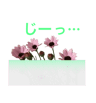 春の花 ローダンセマム（個別スタンプ：31）