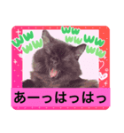 黒猫 ルナ院長16にゃんめ（個別スタンプ：7）