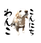 名犬ジュリーちゃん（個別スタンプ：1）