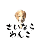 名犬ジュリーちゃん（個別スタンプ：2）