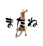 名犬ジュリーちゃん（個別スタンプ：3）