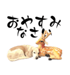 名犬ジュリーちゃん（個別スタンプ：4）