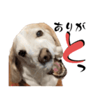 名犬ジュリーちゃん（個別スタンプ：5）