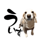 名犬ジュリーちゃん（個別スタンプ：7）