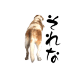 名犬ジュリーちゃん（個別スタンプ：8）